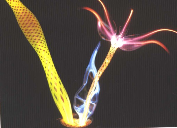 formas neon formas neon